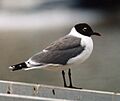 Franklin's Gull Brisbane98