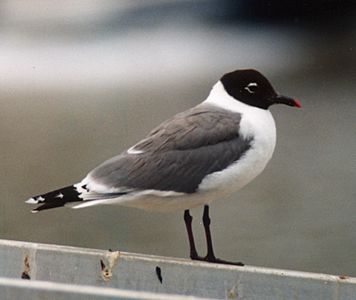 Franklin's Gull Brisbane98