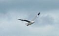 GAVIOTA EN EL AIRE