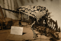 Archivo:Gargoyleosaurus