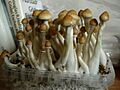Growbox-cubensis