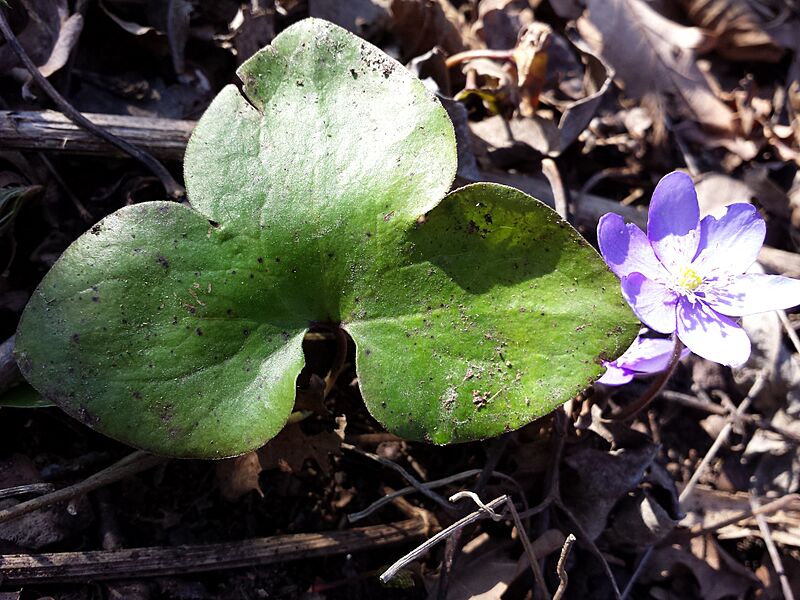 Hepatica nobilis sl3