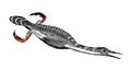 Hesperornis BW (white background)