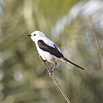 Archivo:Heteroxolmis dominicana -Rocha, Uruguay -male-8