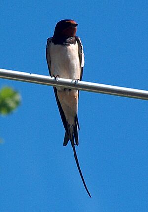 Archivo:Hirundo rustica0