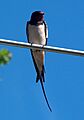 Hirundo rustica0
