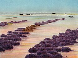 Archivo:Houtman Abrolhos coral (Saville-Kent)