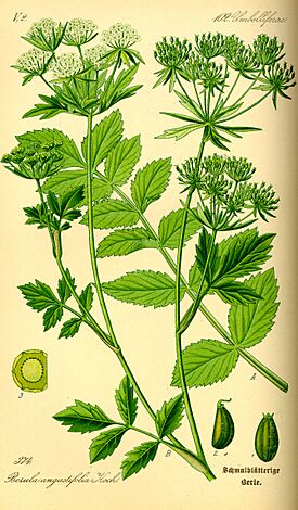 Illustration Berula erecta0.jpg