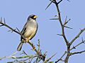 Incaspiza watkinsi - Little Inca-Finch (cropped)