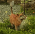 Kneazle at Hogwarts Legacy