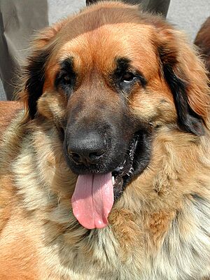 Archivo:Leonberger