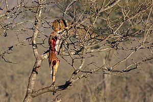 Archivo:Leopardo (Panthera pardus) devorando un antílope, parque nacional Kruger, Sudáfrica, 2018-07-26, DD 08
