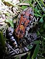 Leptodactylus latinasus (rana piadora), Uruguay, 2019