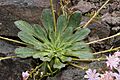 Lewisia.cotyledon.7658
