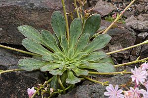 Archivo:Lewisia.cotyledon.7658