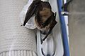 Long-eared myotis