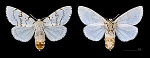 Archivo:Lymantria dispar MHNT.CUT.2012.0.357 Claix (Isère) Female