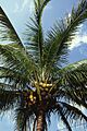Manila dwarf coconut palm