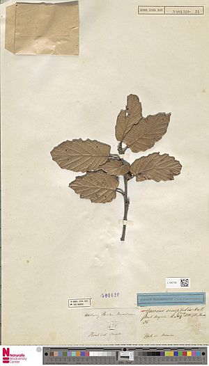 Naturalis Biodiversity Center - L.1567782 - Quercus crassifolia Humb. and Bonpl. - Fagaceae - Plant type specimen.jpeg
