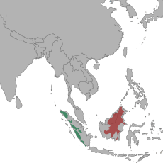Distribución de la pantera nebulosa de Borneo (N. d. borneensis) en rojo y pantera nebulosa de Sumatra (N. d. diardi) en verde.