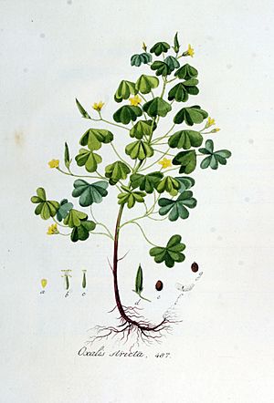 Archivo:Oxalis stricta — Flora Batava — Volume v7