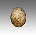 Palmiste africain MHNT