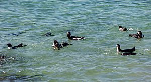 Archivo:Pingüinos de El Cabo (Spheniscus demersus), Playa de Boulders, Simon's Town, Sudáfrica, 2018-07-23, DD 32