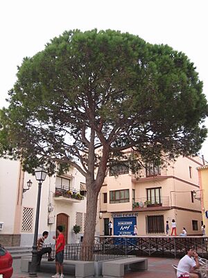 Archivo:Plaza mayor de Alfaz del Pi