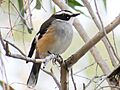 Poecilodryas cerviniventris - Buff-sided robin 699