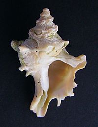 Archivo:Poirieria zelandicus (shallow water, beachworn)