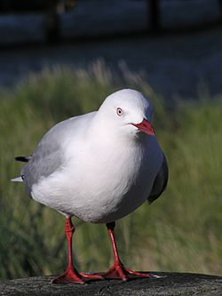 Red billed gull-02.jpg