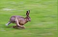 Running hare