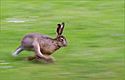 Running hare.jpg