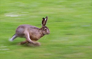 Archivo:Running hare