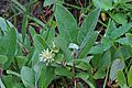 Salix brachycarpa var. brachycarpa 2015.08.08 - andrey zharkikh