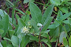 Salix brachycarpa var. brachycarpa 2015.08.08 - andrey zharkikh.jpg