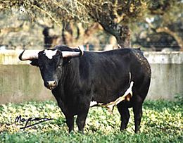 Sanchez Cobaleda.jpg