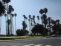 Archivo:Santa Monica Palms