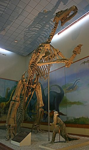 Archivo:Shantungosaurus 2008 09 07