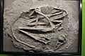 Sinovenator-Tianjin Natural History Museum