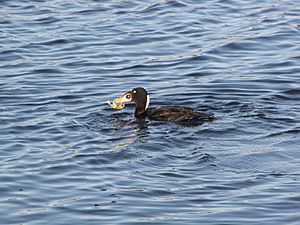 Archivo:Surf Scoter with crab