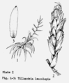 Tillandsia leucolepis 01