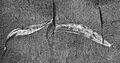 USNM PAL 57628 Pikaia gracilens