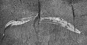 Archivo:USNM PAL 57628 Pikaia gracilens