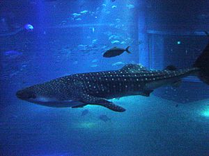 Archivo:Whale Shark at Osaka Aquarium