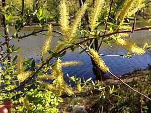 Archivo:2013-05-04 15 59 14 Black Willow catkins along Colonial Lake in Colonial Lake Park in Lawrence, New Jersey