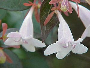 Archivo:Abelia floribunda1