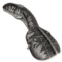 Archivo:Abelisaurus comahuensis jmallon