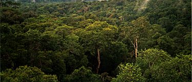 Archivo:Amazon Manaus forest
