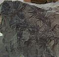 Annularia Stellata
